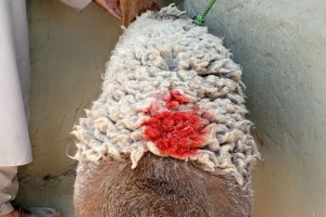 Küçükbaş Hayvan Hediyemiz