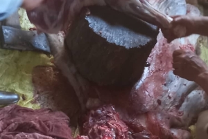 Küçükbaş Hayvan Hediyemiz