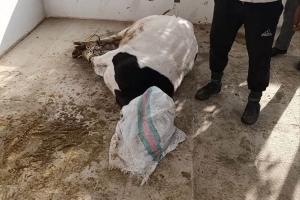 İran' da Kurban Kesim İbadeti Yerine Getirilmiştir
