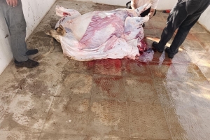 Savaşın Başında 175 Küçük Kız Çocuğu Şehit Edilen İran' da Kurban Kesimi