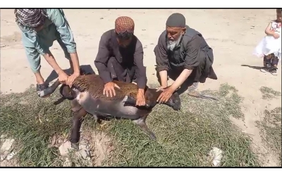 Bağışlarımızla Alınan Küçükbaş Kurban Kesimi