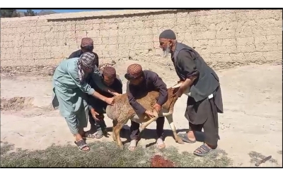 Küçükbaş Kurban Kesimi