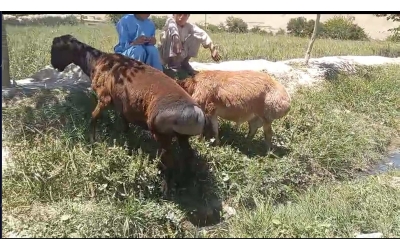 Bağışlarımız İle Alınan İki Adet Küçükbaş Kurbanlıklarımız