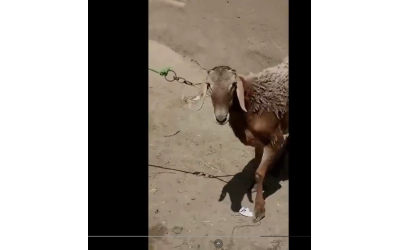 Afganistan'da Kuyruğu Büyük Koyunlar Makbul Koyunlarmış Bu Yüzden Bizde Bunlara Dikkat Ederek Alıyoruz.