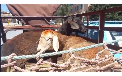 Küçükbaş Kurbanlıklarımız Kesime Götürülüyor.