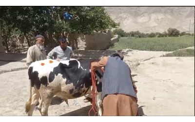 Özenle Seçilen Büyükbaş Kurbanımız Kesim İçin Hazırlanıyor