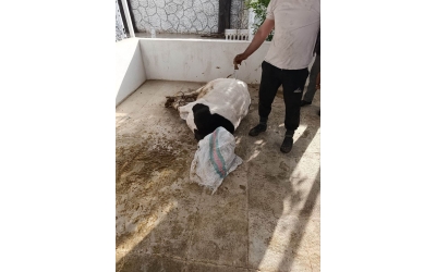 İran' da Kurban Kesim İbadeti Yerine Getirilmiştir
