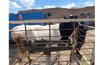 Savaşın Başında 175 Küçük Kız Çocuğu Şehit Edilen İran' da Kurban Kesimi