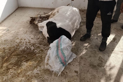 İran' da Kurban Kesim İbadeti Yerine Getirilmiştir