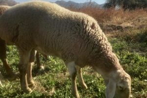 Küçükbaş Hayvan Hediyemiz