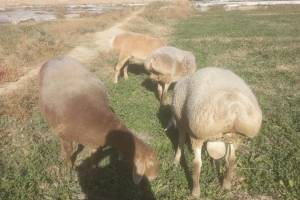 Küçükbaş Hayvan Hediyemiz