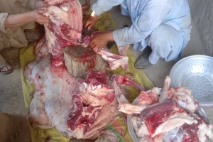 Küçükbaş Hayvan Hediyemiz