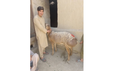 Küçükbaş Hayvan Hediyemiz