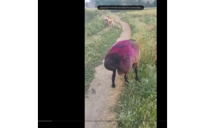 Afganistan'da Kuyruğu Büyük Koyunlar Makbul Koyunlarmış Bu Yüzden Bizde Bunlara Dikkat Ederek Alıyoruz.