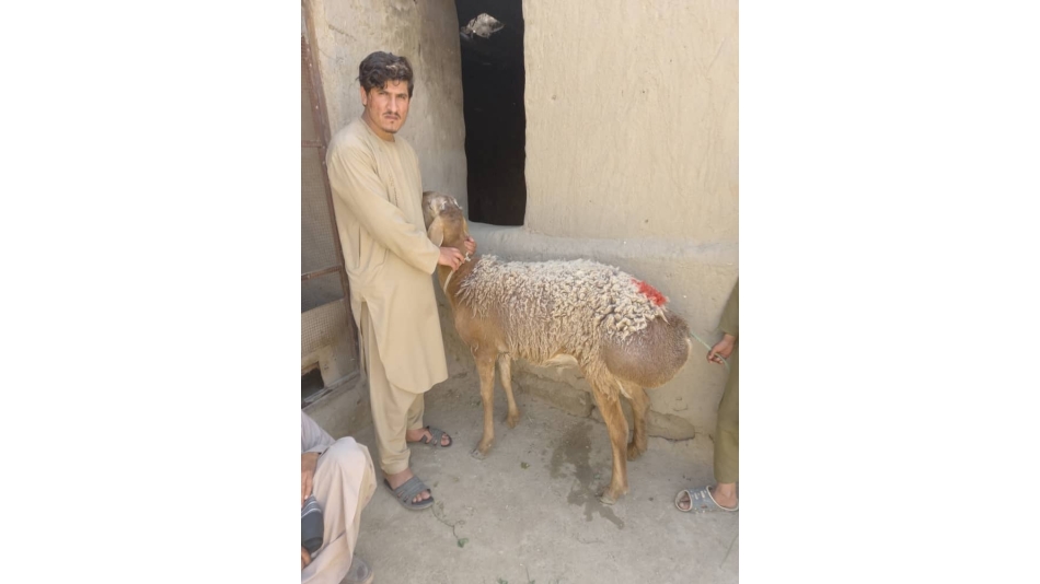 Küçükbaş Hayvan Hediyemiz